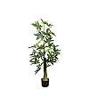 Arbore pachira glabra