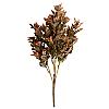 Arbust decorativ de toamna