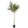 Arbore de maslin 240 cm