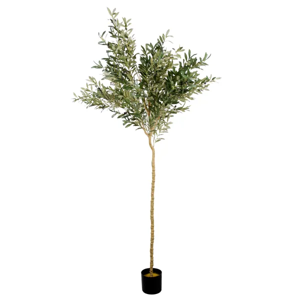 Arbore de maslin 180 cm