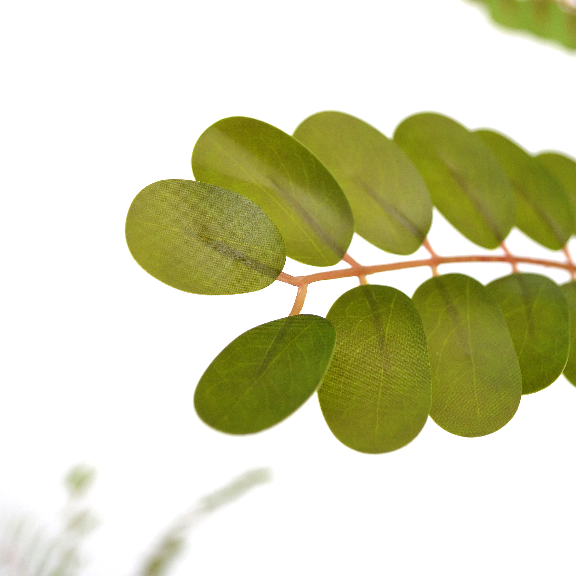 Arbore phyllanthus emblica