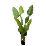 Arborele Strelitzia 170 cm