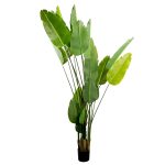 Arborele Strelitzia 250 cm